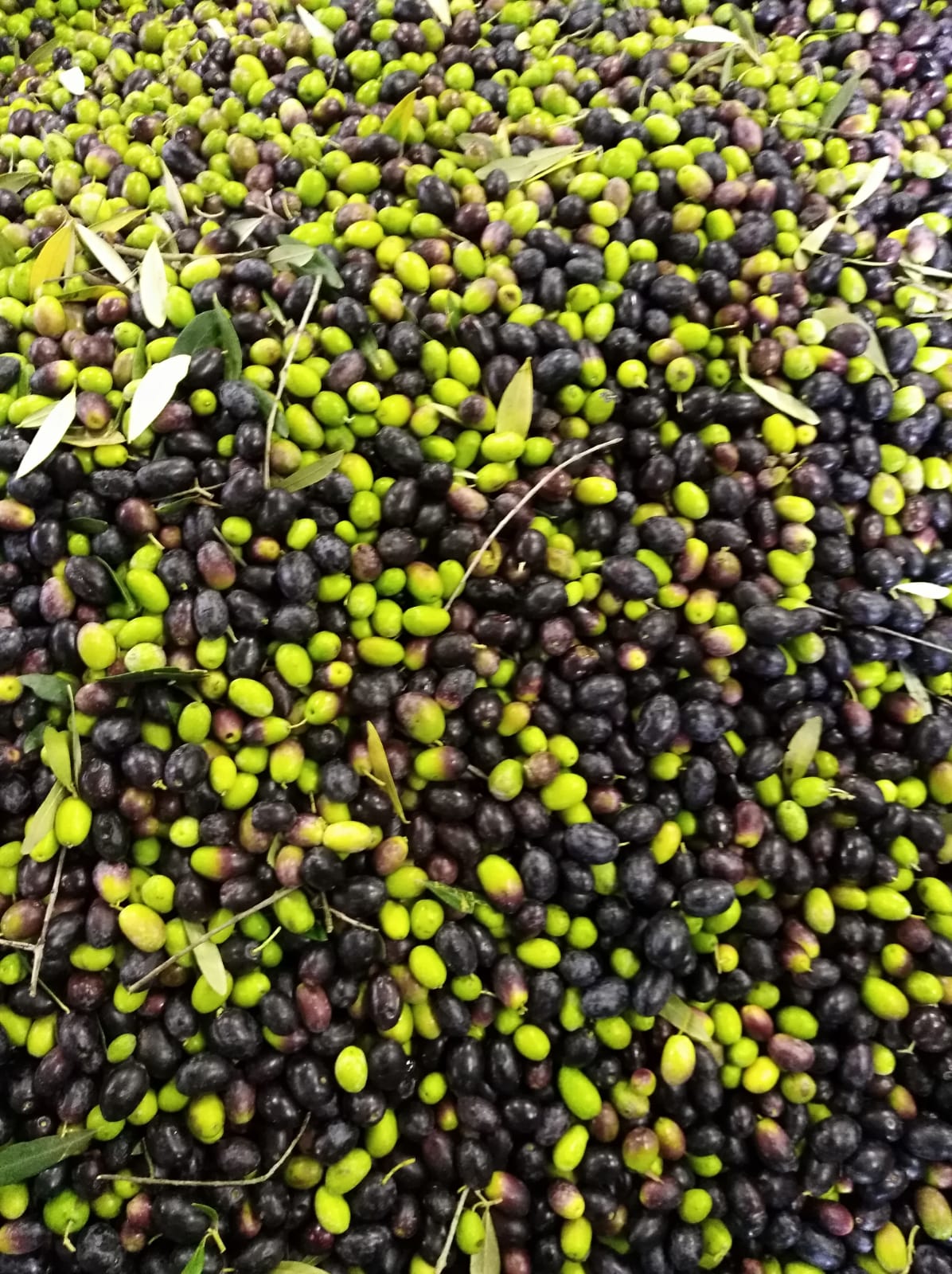 Olio frantoio 3