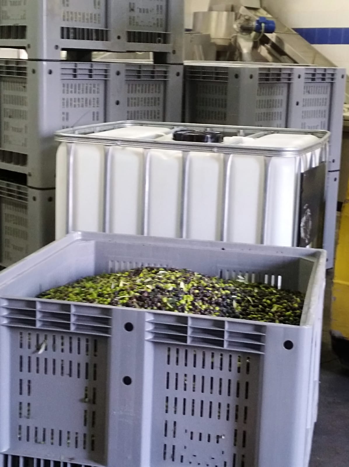 Le ceste piene di olive